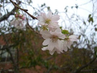 狂い咲いた桜