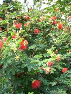 �Ȃ�̉Ԃ���H