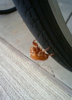 ���]�Ԃ̌�